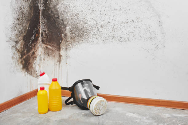Crawl Space Mold Removal in Clinton, TN