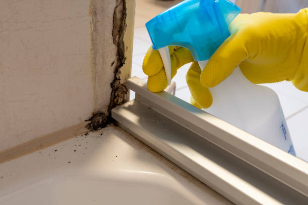 Best Home Mold Removal  in Clinton, TN